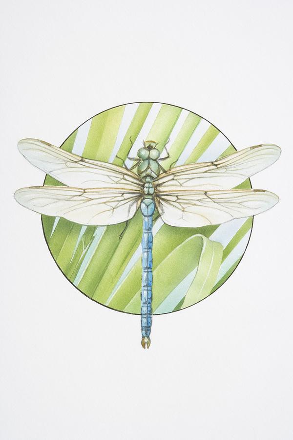 Anax imperator, Emperor Dragonfly. Drawing by Dorling Kindersley