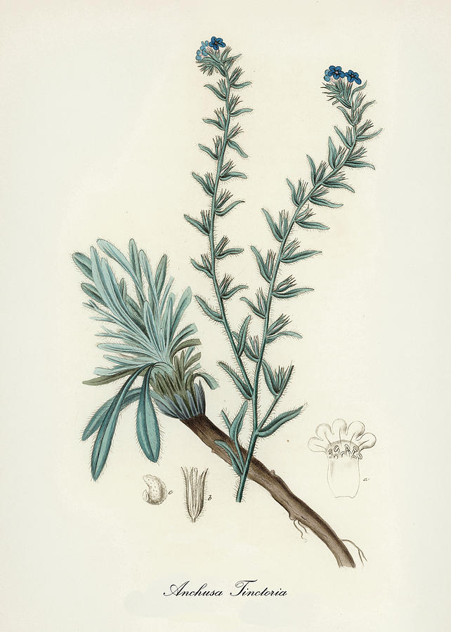 Nature Digital Art - Anchusa Tinctoria - Common Bugloss - Medical Botany - Vintage Botanical Illustration  by Studio Grafiikka