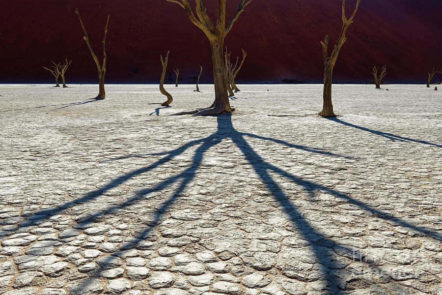 Ancient Acacia Trees Casting Shadows on Cracked Desert Landscape at Deadvlei Photograph by Tom Schwabel