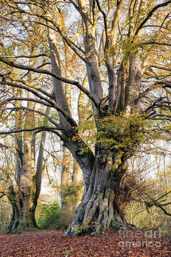 Ancient Autumn Beech Tree in the Cotswolds Photograph by Tim Gainey