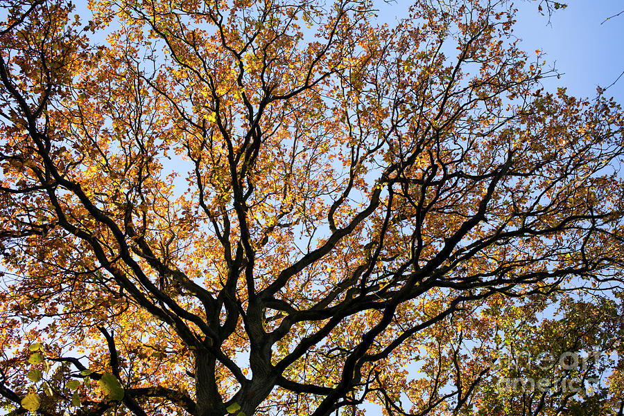 Ancient Autumn Oak Tree Canopy Photograph by Tim Gainey