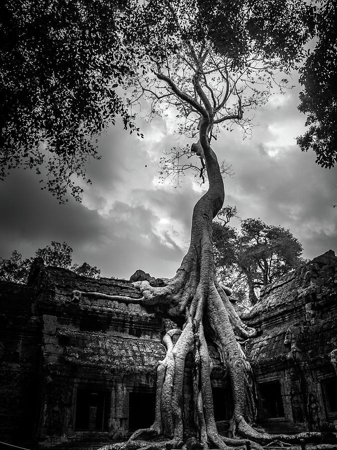 Ancient Banyan Tree Photograph by Arj Munoz