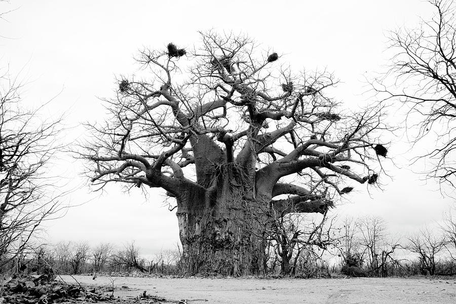 Ancient Baobab Photograph by Mia Badenhorst
