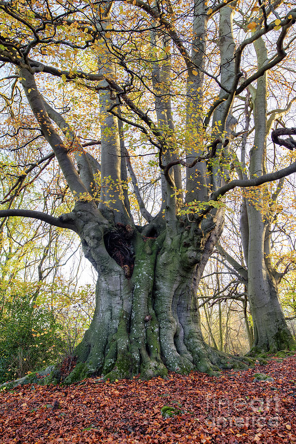 Ancient Beech Tree in the Cotswolds Photograph by Tim Gainey