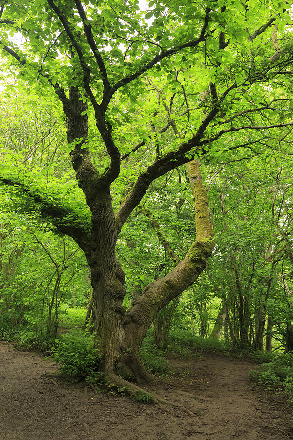 Ancient beech tree in woodland at Aysgarth Falls Photograph by Louise Heusinkveld