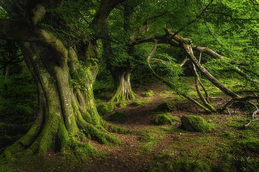 Ancient beech trees in Glenariff Forest Park Photograph by Dawid ...