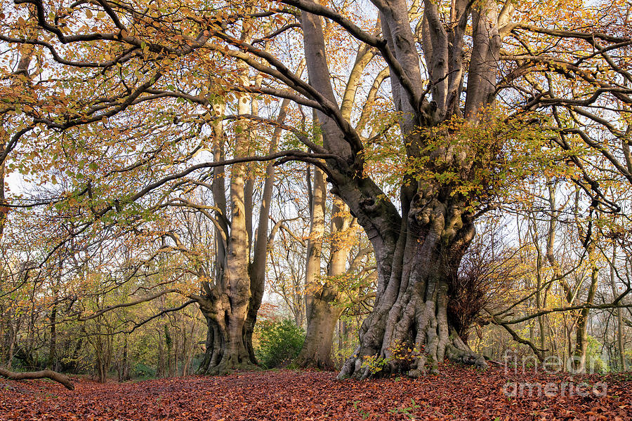 Ancient Beech Trees Photograph by Tim Gainey