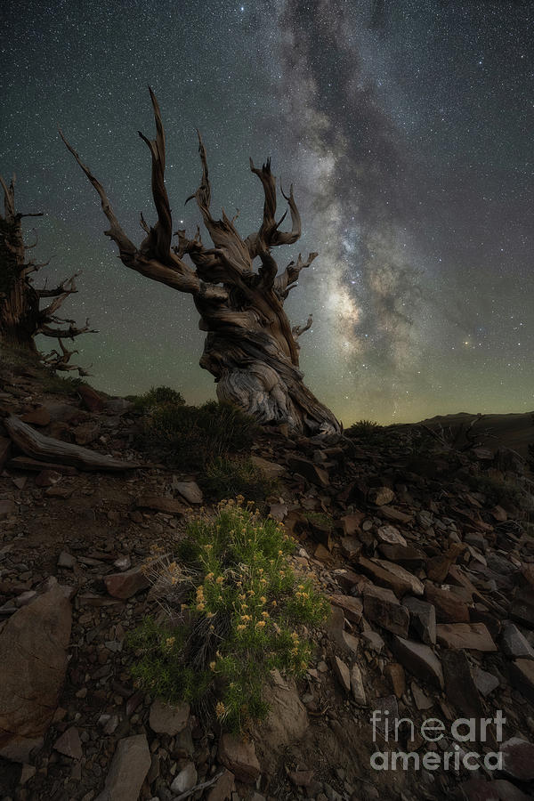 Ancient Bristlecone Pine Forest  Photograph by Michael Ver Sprill
