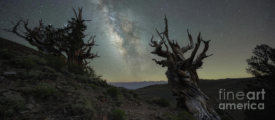 Ancient Bristlecone Pine Forest Milky Way Pano Photograph by Michael Ver Sprill