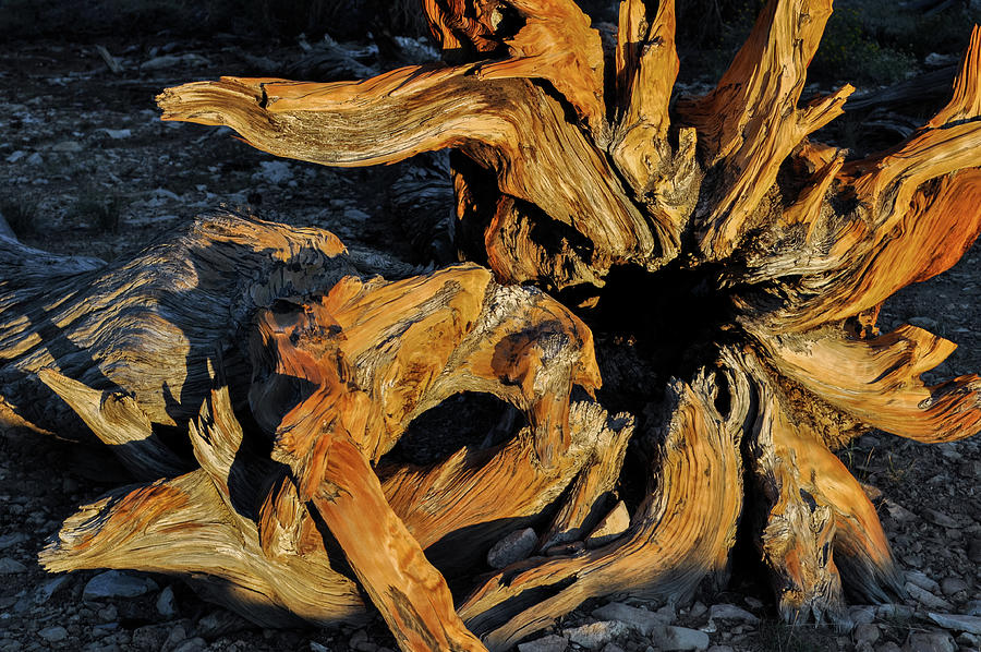 Ancient Bristlecone Pine Golden Hour Photograph by Kyle Hanson