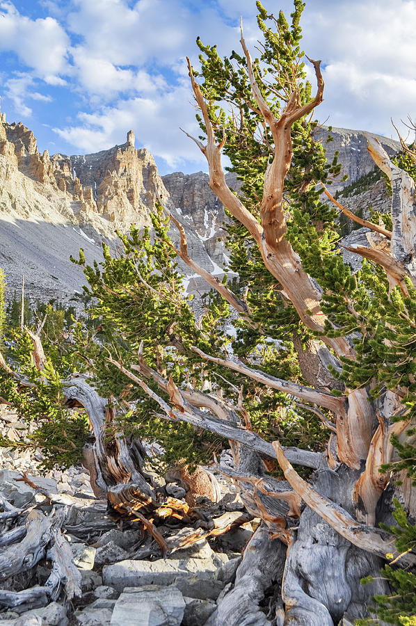 Ancient Bristlecone Pine Great Basin Photograph by Kyle Hanson