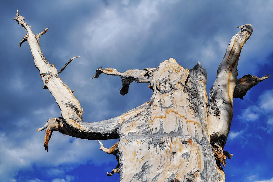 Ancient Bristlecone Pine Sky Photograph by Kyle Hanson
