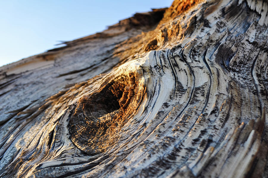 Ancient Bristlecone Pine Tree Bark Photograph by Kyle Hanson