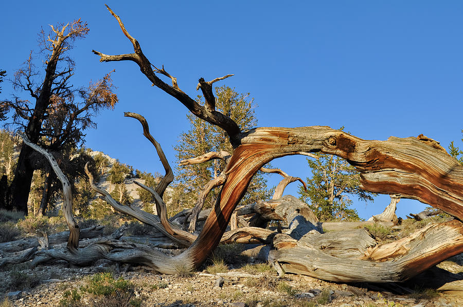 Ancient Bristlecone Pine Tree Photograph by Kyle Hanson