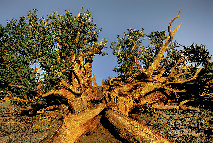 Ancient Bristlecone Pine Tree Pinus Longeava California Photograph by Dave Welling