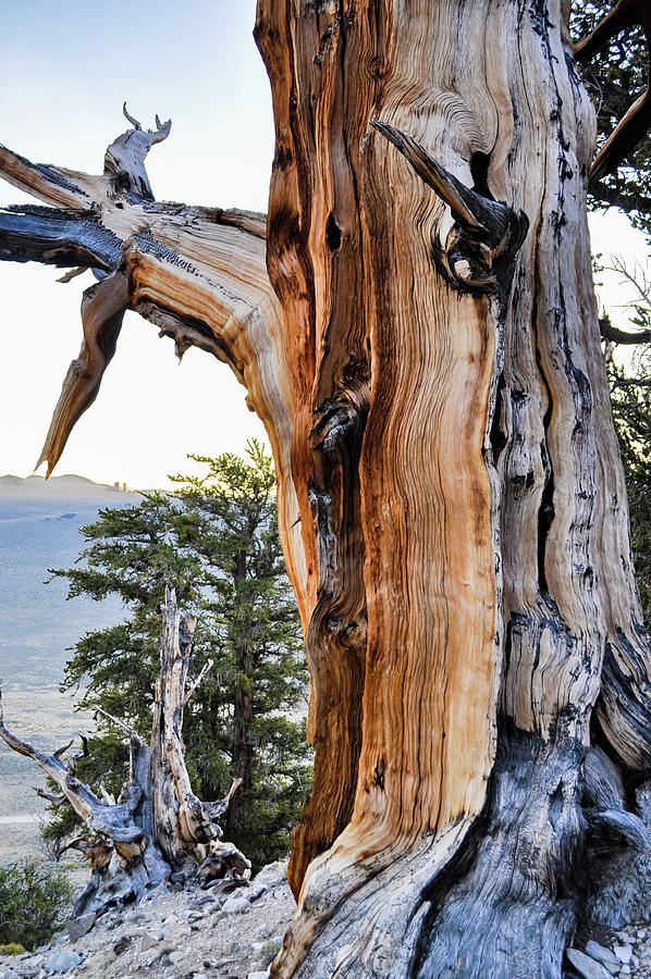 Ancient Bristlecone Pine Tree Portrait Photograph by Kyle Hanson