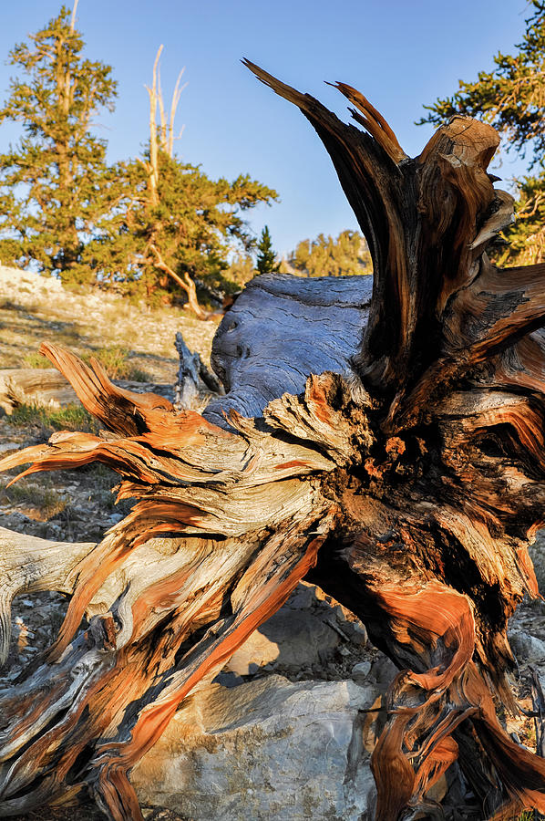 Ancient Bristlecone Pine Tree Sunset Photograph by Kyle Hanson