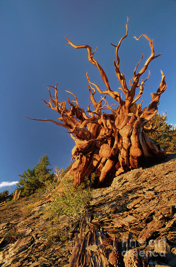Ancient Bristlecone Pine White Mountains California Photograph by Dave Welling