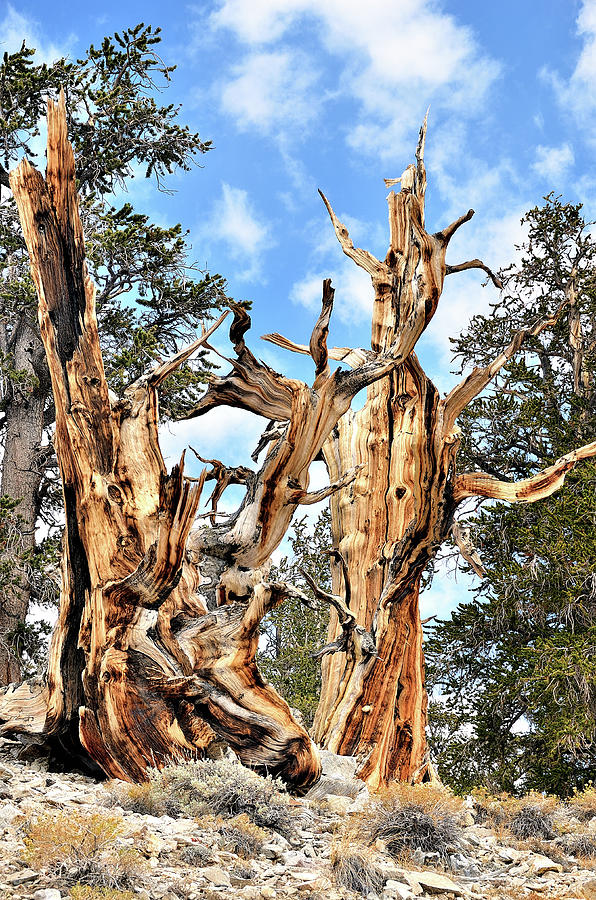 Ancient Bristlecone Pines Photograph by David Lawson