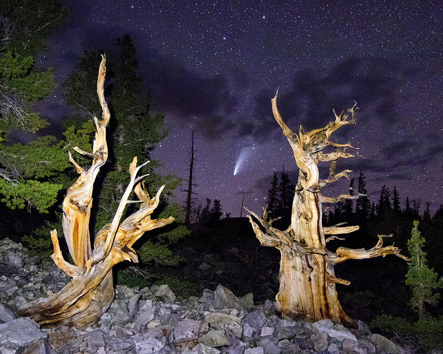 Great Basin Photograph - Ancient Bristlecones and Comet Neowise by Gretchen Baker