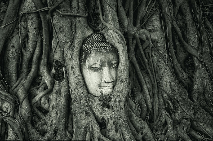 Ancient Buddha Head Photograph