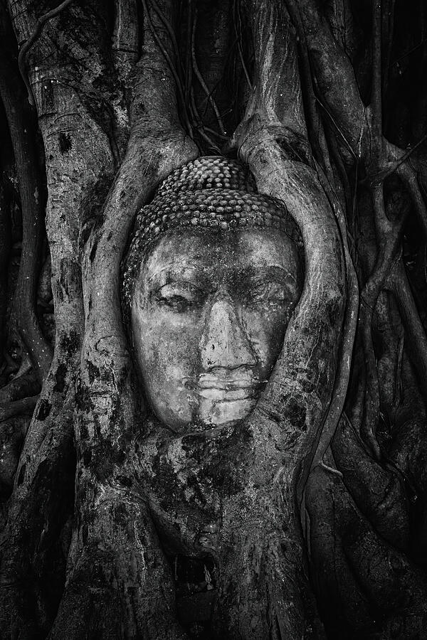 Ancient Buddha Head Entwined In Tree Roots Photograph by Artur Bogacki Ancient Buddha Head Entwined In Tree Roots Photograph by Artur Bogacki