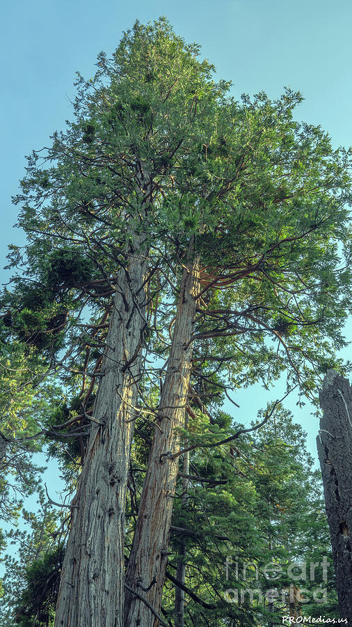 ancient cedar tree, El Dorado National Forest, California, U. S. A. Photograph by PROMedias US