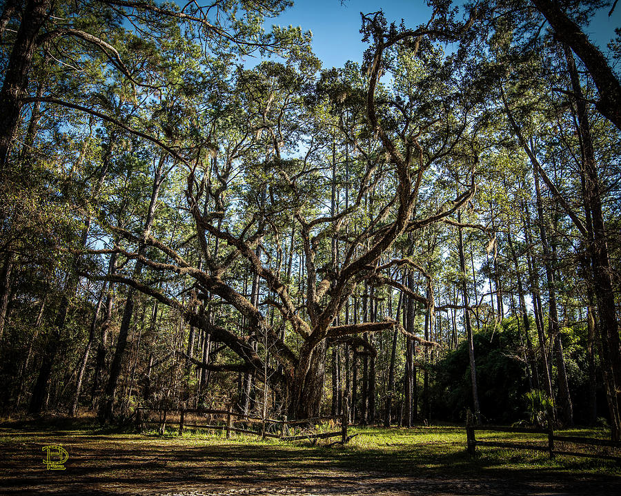 Ancient Coleraine White Oak Photograph by Daniel Hebard | Pixels