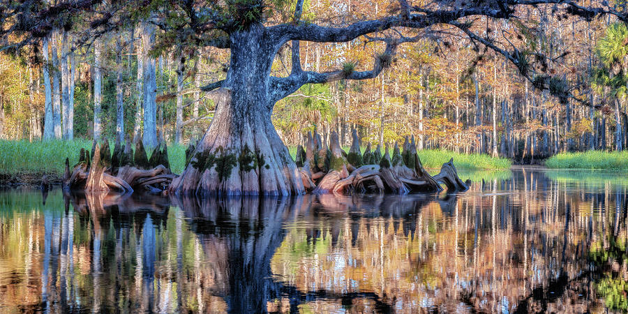 Ancient Cypress Panorama Photograph by Alex Mironyuk - Fine Art America