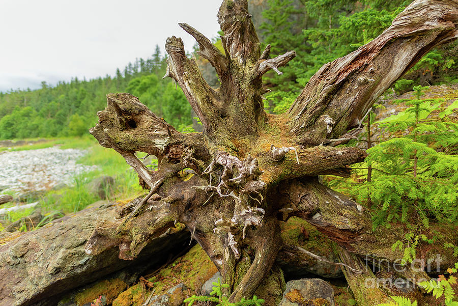 Ancient Driftwood Roots Photograph by Nancy Gleason