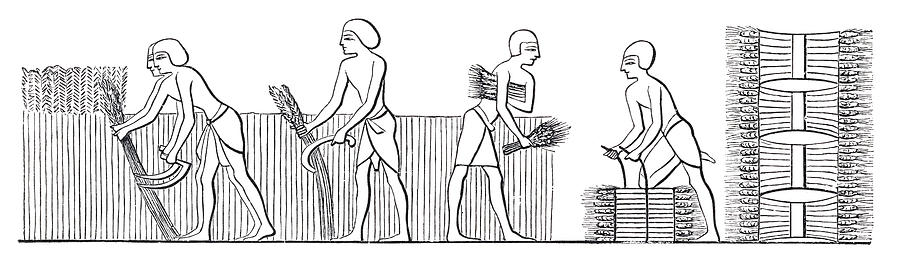 Ancient egyptian hieroglyphics of people harvesting wheat Drawing by Grafissimo