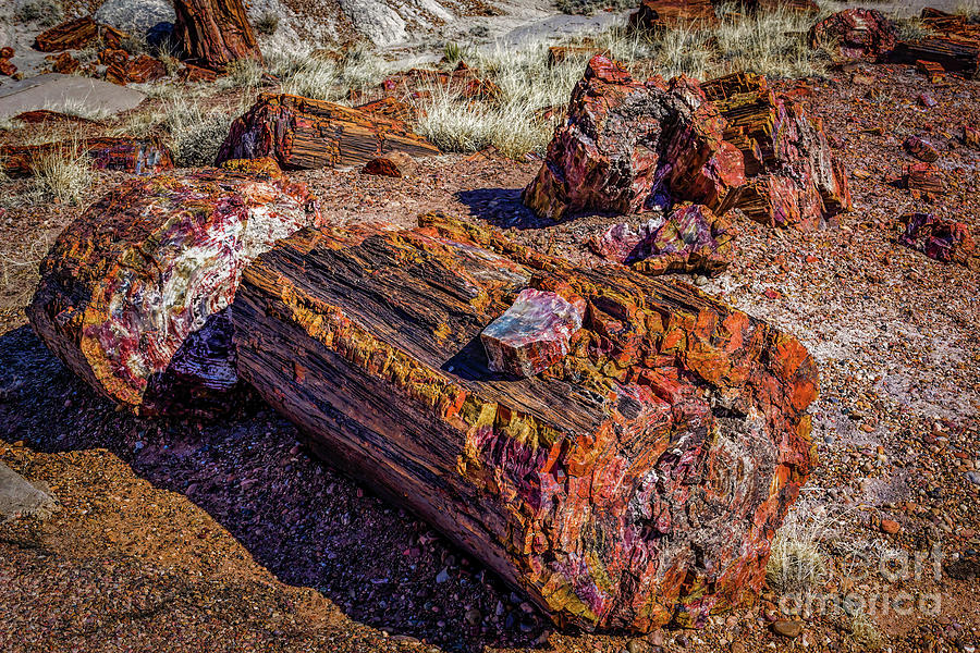 Petrified Forest National Park Photograph - Ancient Forest by Jon Burch Photography