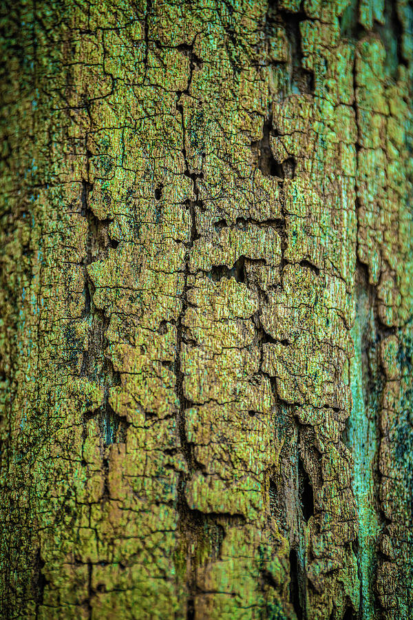 Ancient Gold Wood Bark Abstract Photograph by Bruce Pritchett