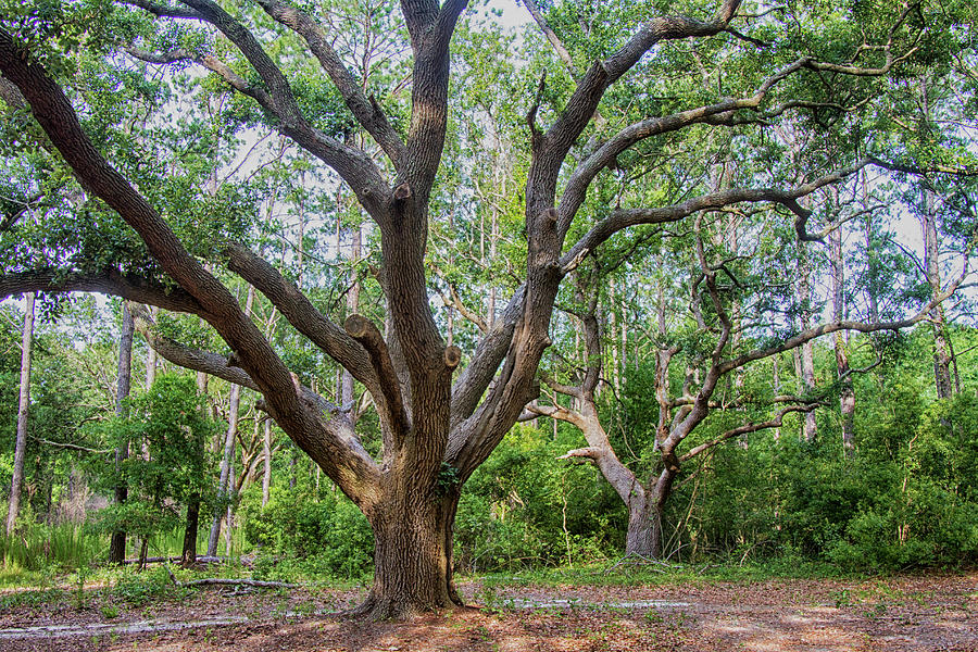 Ancient Live Oak Photograph by Bob Decker