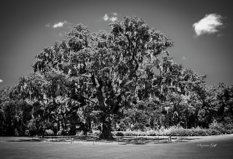 Ancient Live Oak in Black and White Photograph by Suzanne Gaff