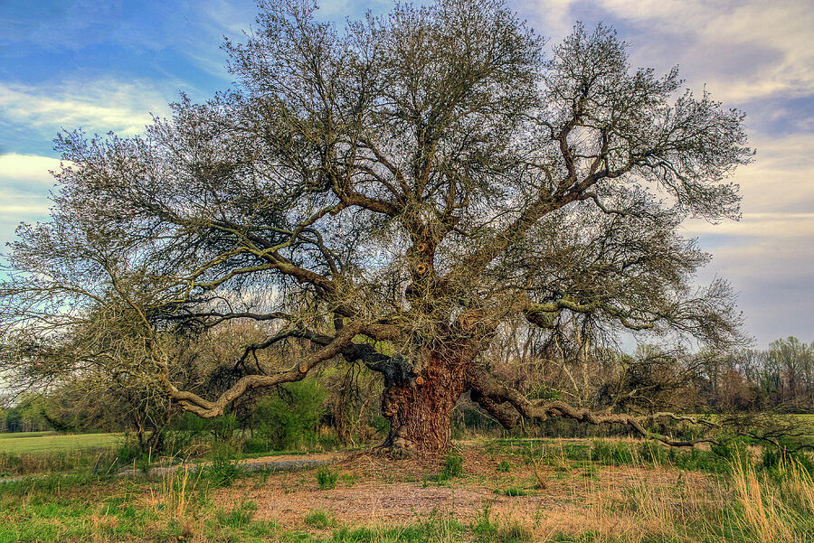 Ancient Live Oak Photograph by Jerry Gammon