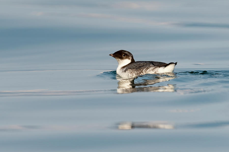 Ancient Murrelet - 2023011612 Photograph by Mike Timmons - Pixels