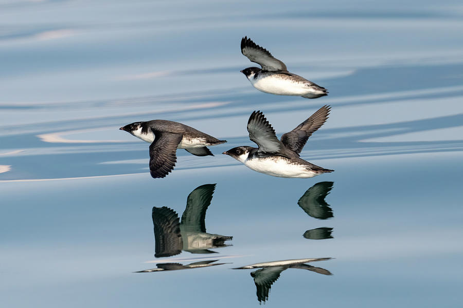 Ancient Murrelet - 2023011613 Photograph by Mike Timmons - Fine Art America