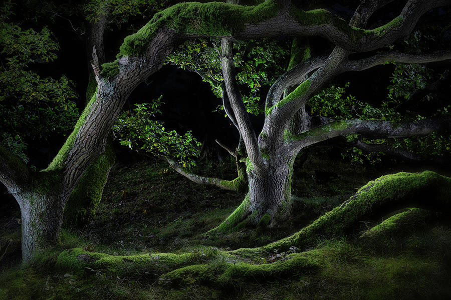 Ancient oak tree in the enchanted forest Photograph by Dirk Ercken