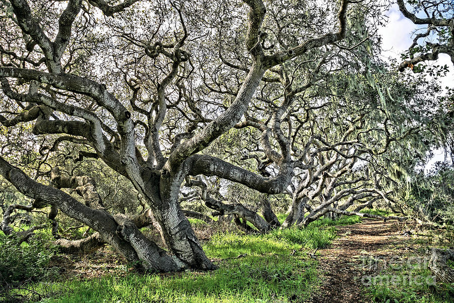 Ancient Oak Trees Photograph by Vivian Krug Cotton