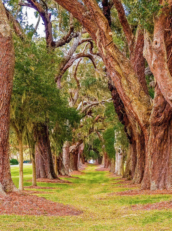 Ancient Oaks in Rows Photograph by Darryl Brooks
