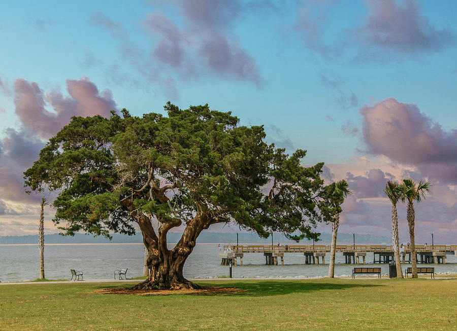Ancient old oak tree by a pier and park Photograph by Darryl Brooks