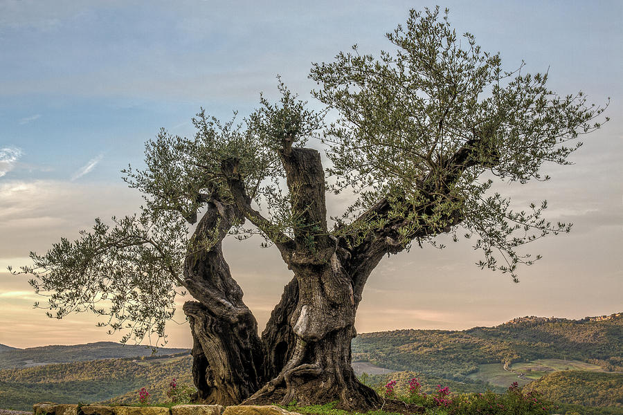 Ancient Olive Photograph by Clint Brewer - Fine Art America