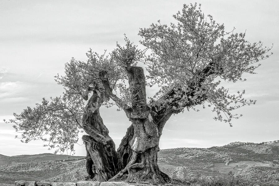 Sunset Photograph - Ancient Olive Monochrome by Clint Brewer