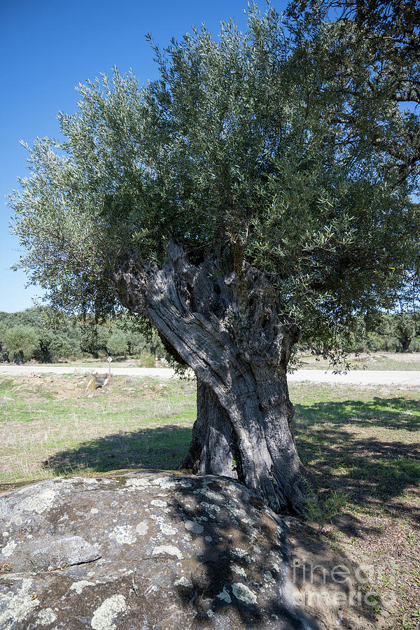 Ancient Olive trees near Monsaraz, Alentejo, Portugal v1 Photograph by ...