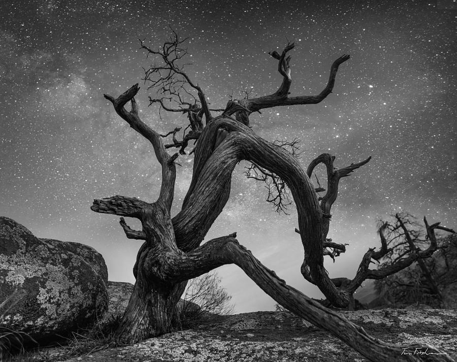 Ancient pine under stars atop Mount Scott Photograph by Tim Fitzharris