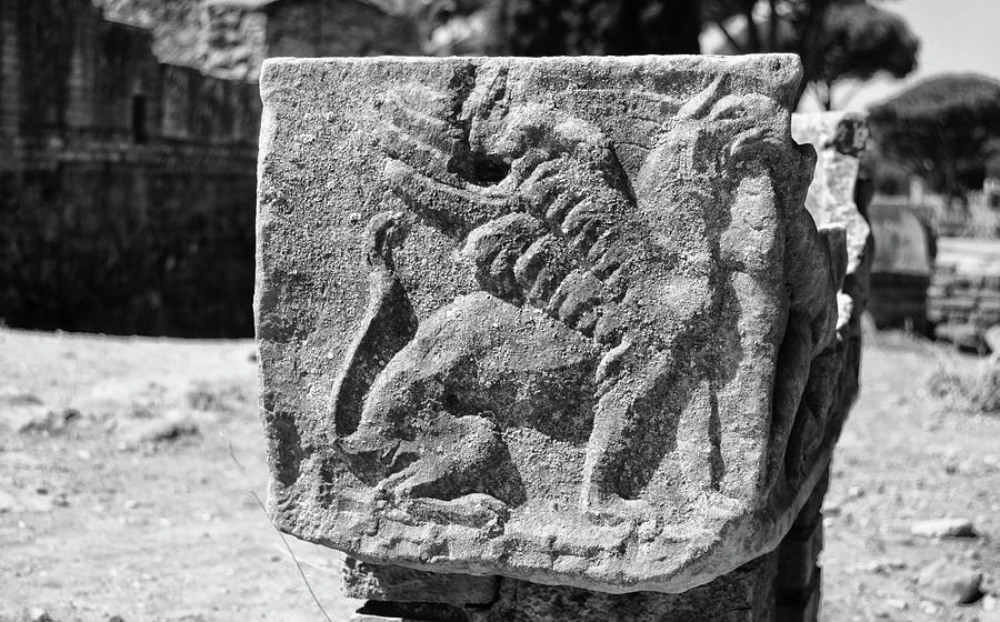 Ancient Roman Griffin Stone Carving at Ostia Antica near Rome Black and White Photograph by Shawn OBrien
