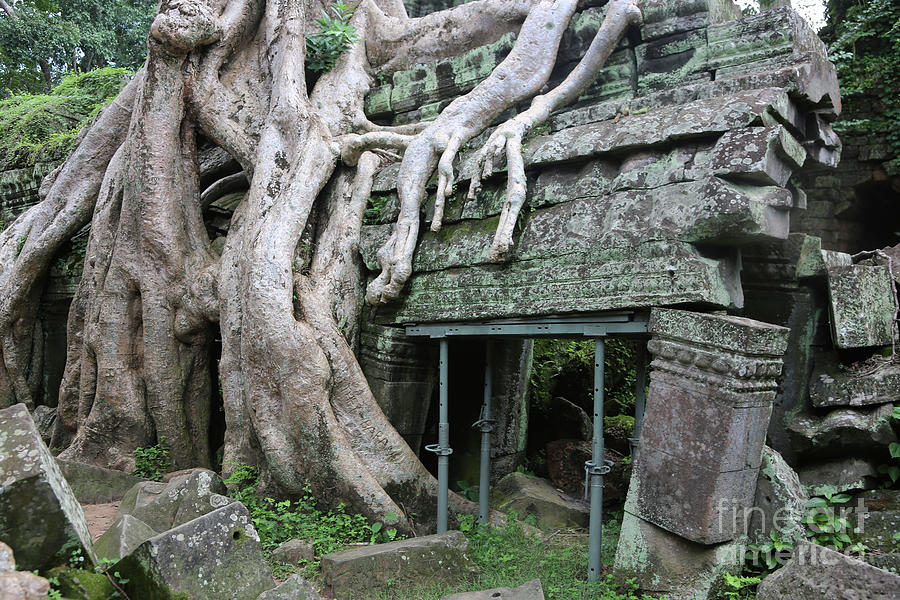 Ancient Roots Cover Ta Prohm Temple Cambodia  Photograph by Chuck Kuhn