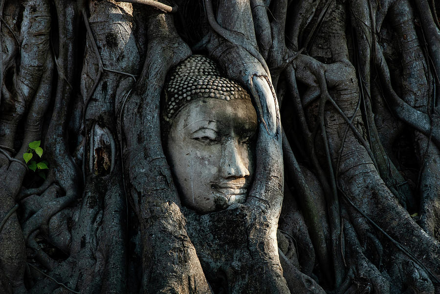 The Fallen Kingdom - Buddha Statue, Wat Mahathat, Thailand Photograph by Earth And Spirit
