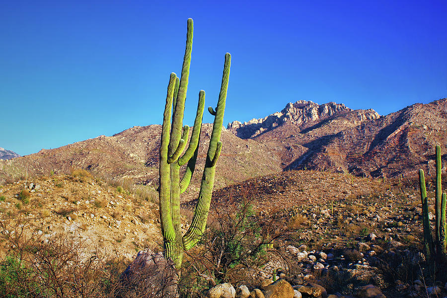 Ancient Saguaro Photograph
